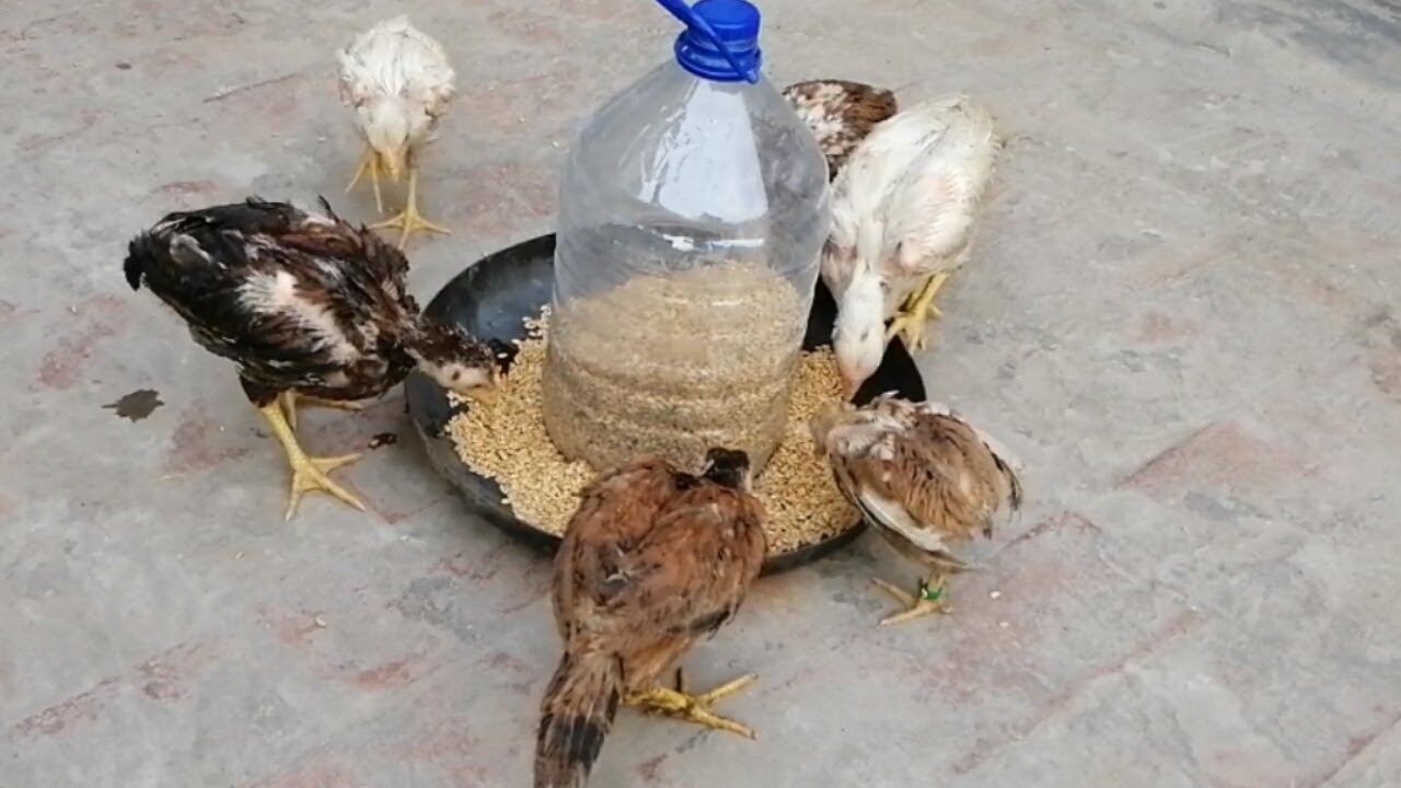 DIY Chicken Feeder 🐓 Homemade Using Small Water Tank – Easy To Make Automatic Chicken Feeder –3mbvlg