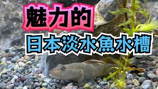 ヨシノボリたちが増えて、過密気味の日本淡水魚水槽