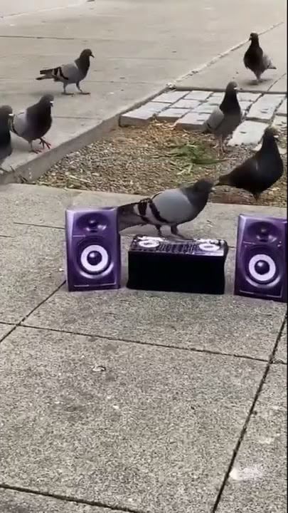 Bikin ngakak Burung Merpati jadi DJ !!