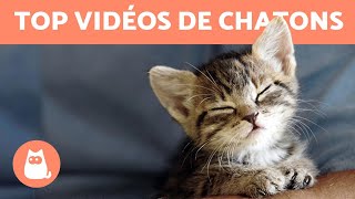 MEILLEURES VIDÉOS DE CHATONS TROP MIGNONS