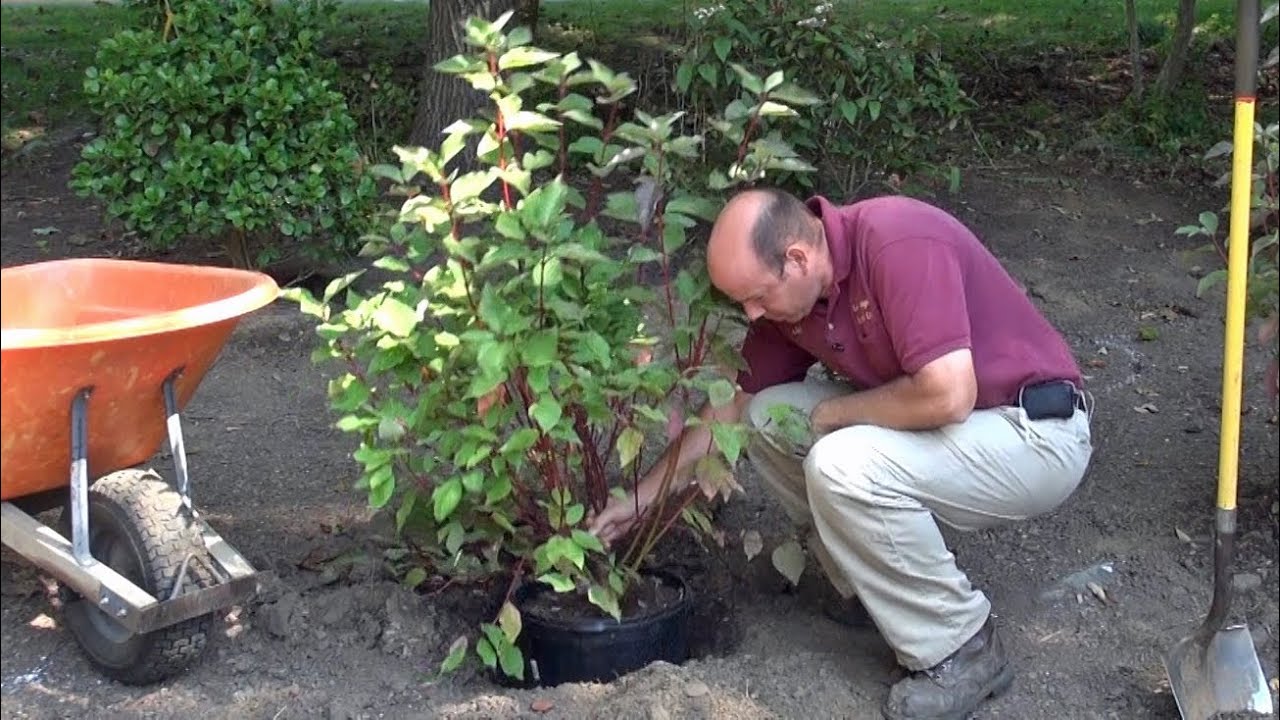 how to plant shrub