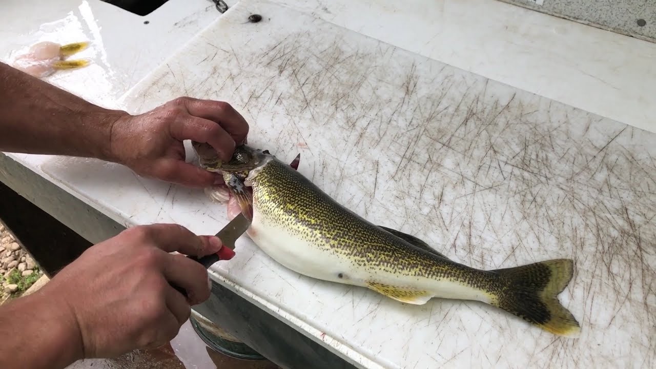 New How To Fillet Fish - Quick  Easy-Walleye-Pickerel-Perch-Trout