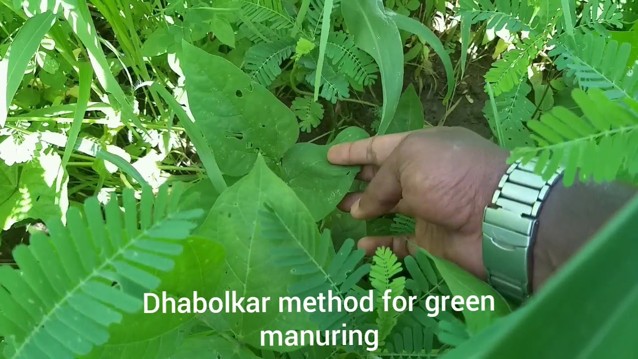 Dhabolkar method of green manuring - YouTube