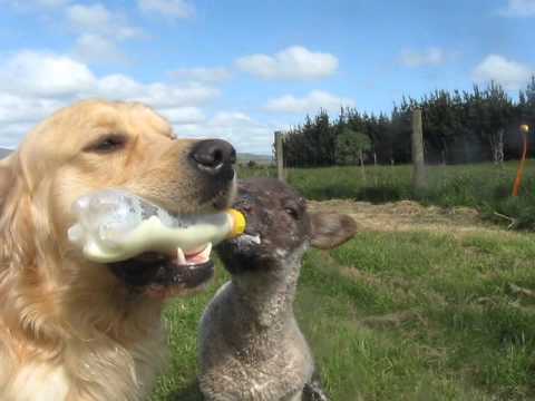 Golden Retriever Feeds pet lamb