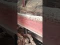wood cutting process with a saw machine #shorts