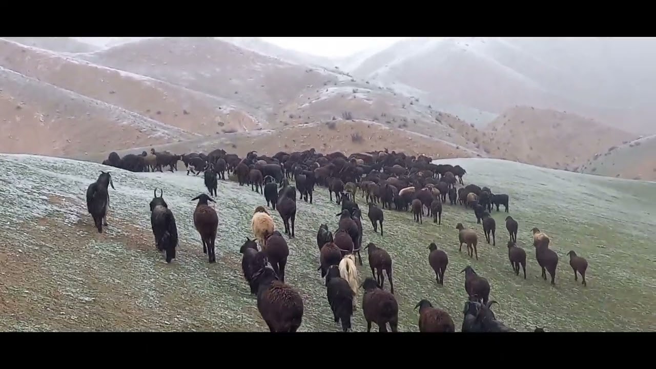 Азоб Сар Шуд Боли гусфандод Барф Зад