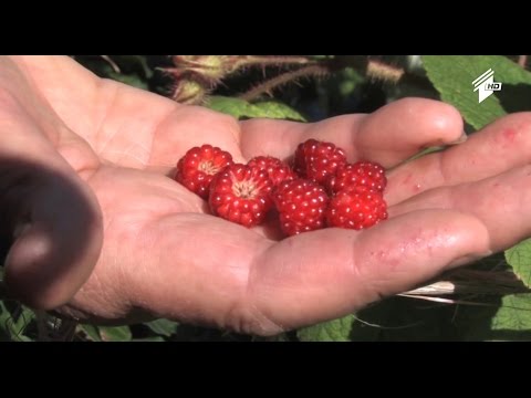 \"ფერმა\" - მსოფლიოში ეკოლოგიურად სუფთა ბიოპროდუქტებზე მოთხოვნა იზრდება