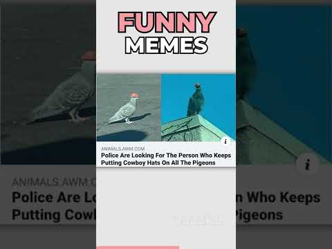 The FUNNIEST MEMES
