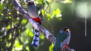 Hispaniolan Trogon Call