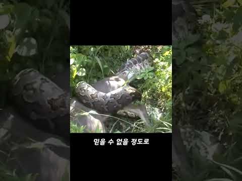 비단뱀이 사슴을 먹는 장면