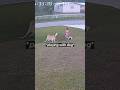 Hero dog saves child #shorts #bodycam #police #pov #911