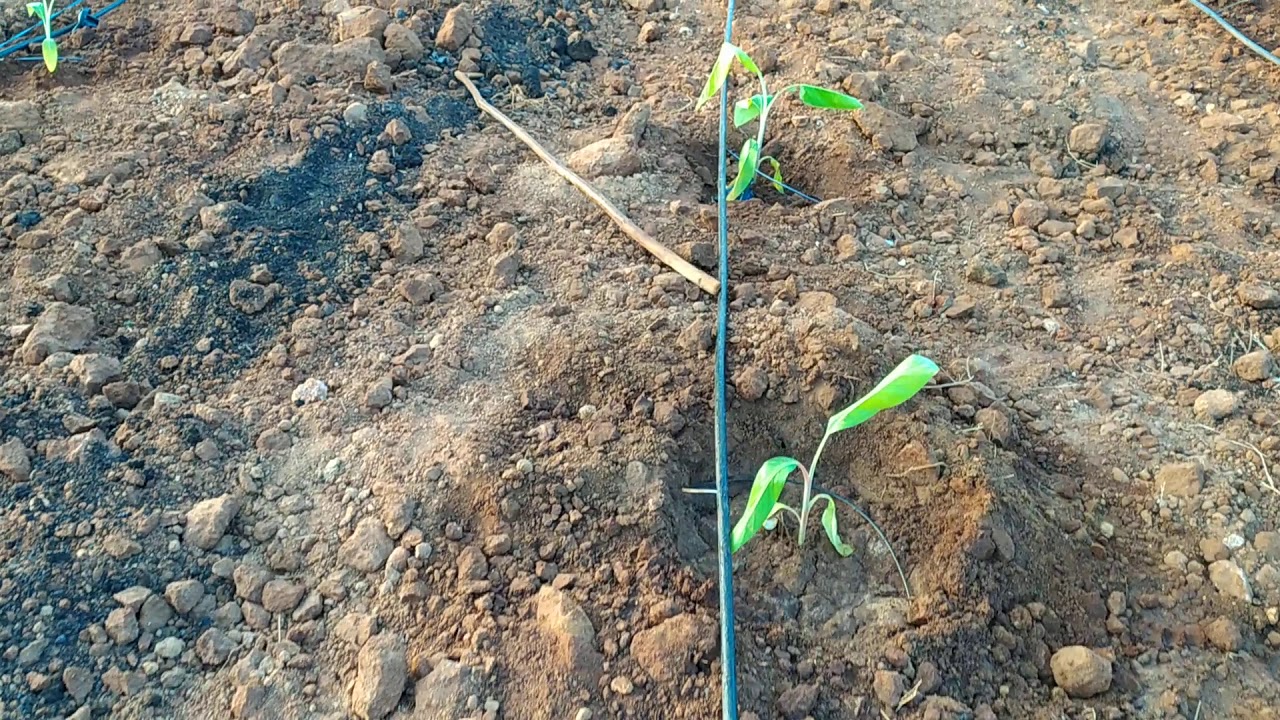 Drip irrigation system for banana plants Part 1 YouTube