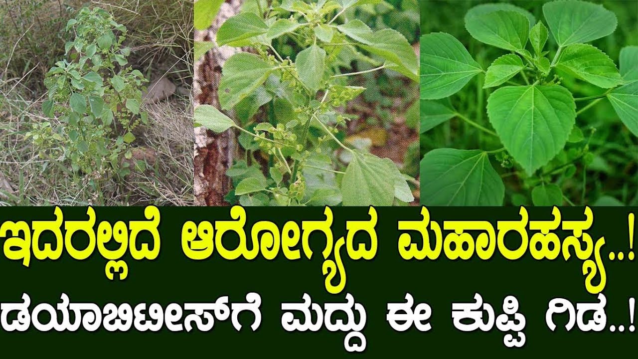 ಈ ಗಿಡದಲ್ಲಿದೆ ಆರೋಗ್ಯದ ರಹಸ್ಯ..! Benefits of Acalypha indica..!