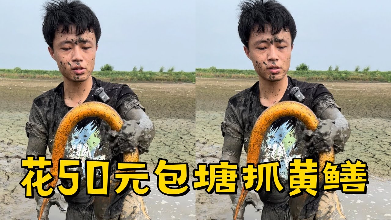 花50元拿下的大塘抓黄鳝，里面的斤货不少直接干爆桶？