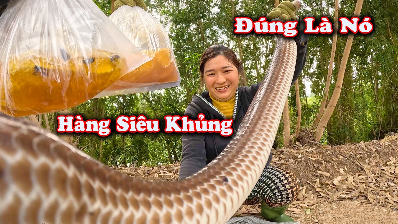 Ngày Mưa, Con RẮN TO Lớn Nhất Trong Ngày # CSBR # 473 - YouTube
