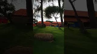 Monyetmonyet Di Pantai Teluk Cempedak Pahang Berdatangan Di Sore Hari