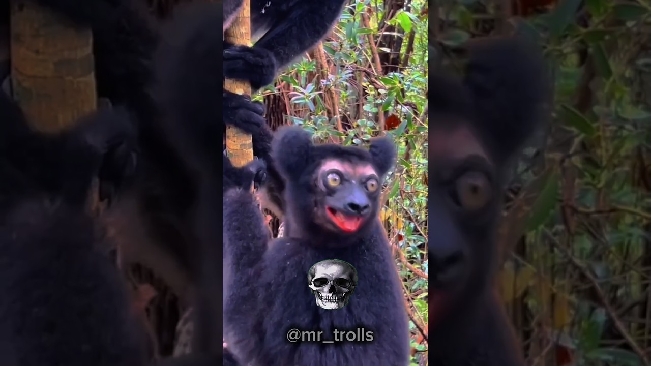 animals Vs trolls 💀