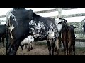 feira das vacas leiteira de capoeiras pe dia 17 12 2021