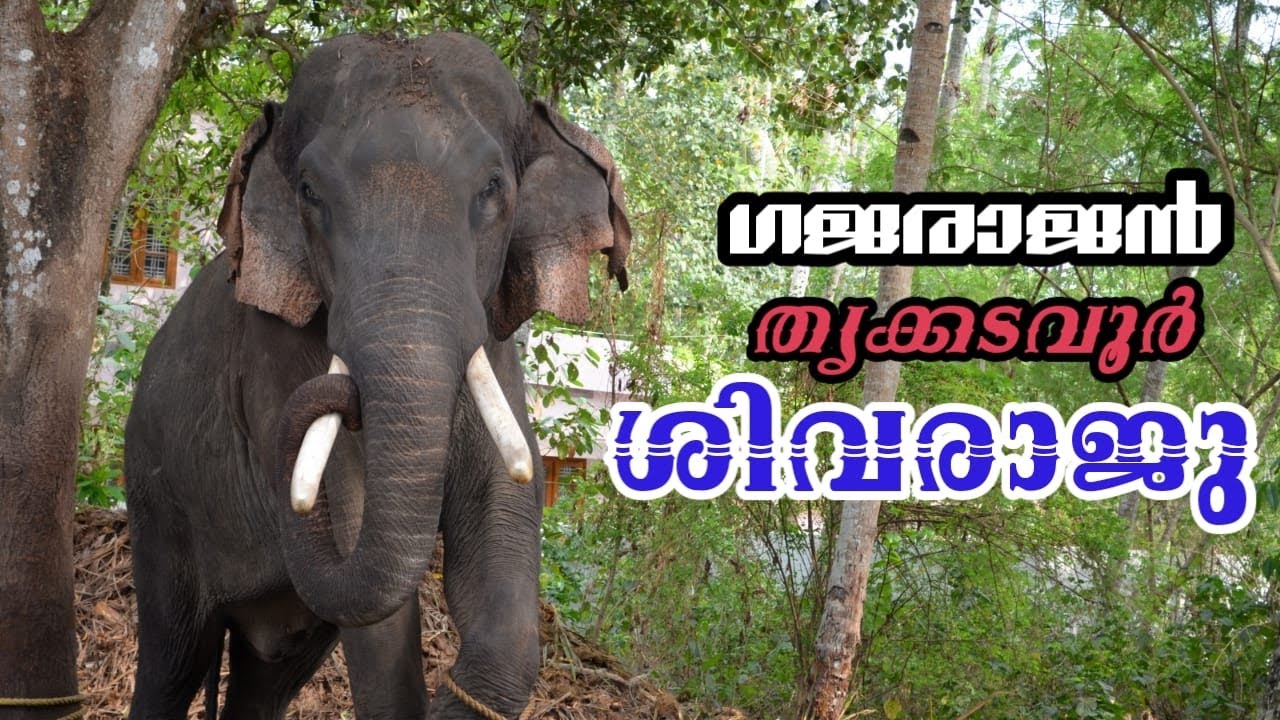 Thrikkadavoor Shivaraju |തൃക്കടവൂർ ശിവരാജു|Thekkinte Thevar|2011 ലെ വിശ്രമവേളയിൽ രാജൂട്ടൻ 