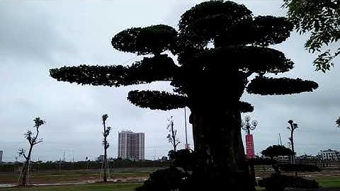 Cây Duối Trực trưng bầy ở Nhà thi đấu Bắc Giang năm 2022.