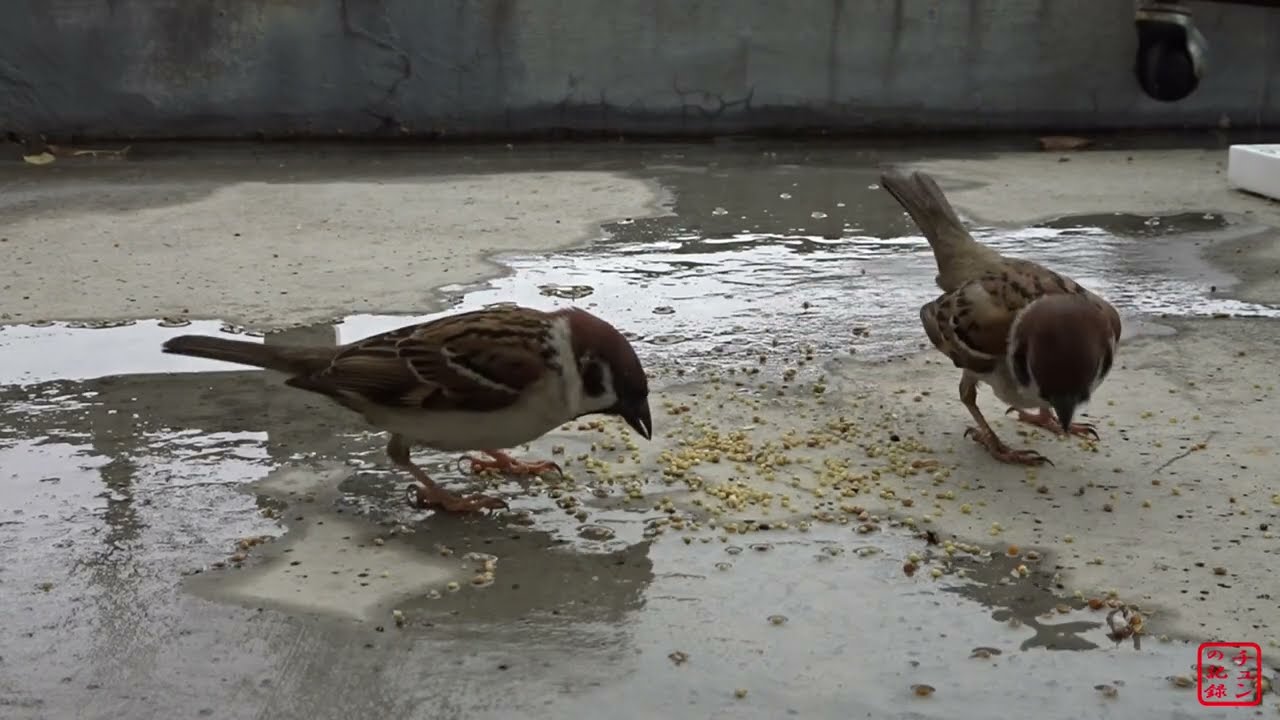 チュンの記録　エピソード3(213その2)　かっこいいスズメ。