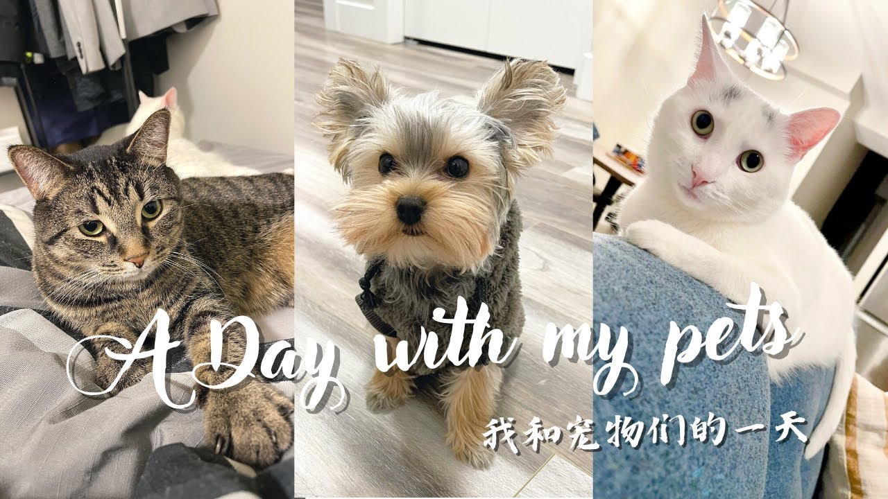 带着猫猫狗狗去体检👨‍⚕️| 我和宠物的一天| 出门遛狗| 超小体约克夏| 新手养狗分享