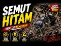 Semut Hitam 😱 #Live