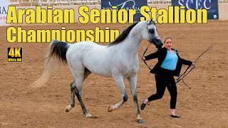 Senior Stallion Championship At Scottsdale Arabian Horse Show