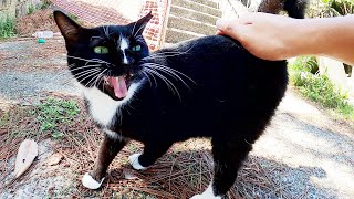 【バットニャン】海に行くとハチワレ猫が元気な声で出迎えてくれた