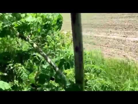 Yarrow, poison hemlock and Queen Anne's lace - a close look at the difference's