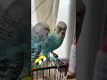 Satisfying happy budgies #shortsfeed #trending #viral #shorts #happy #satisfying