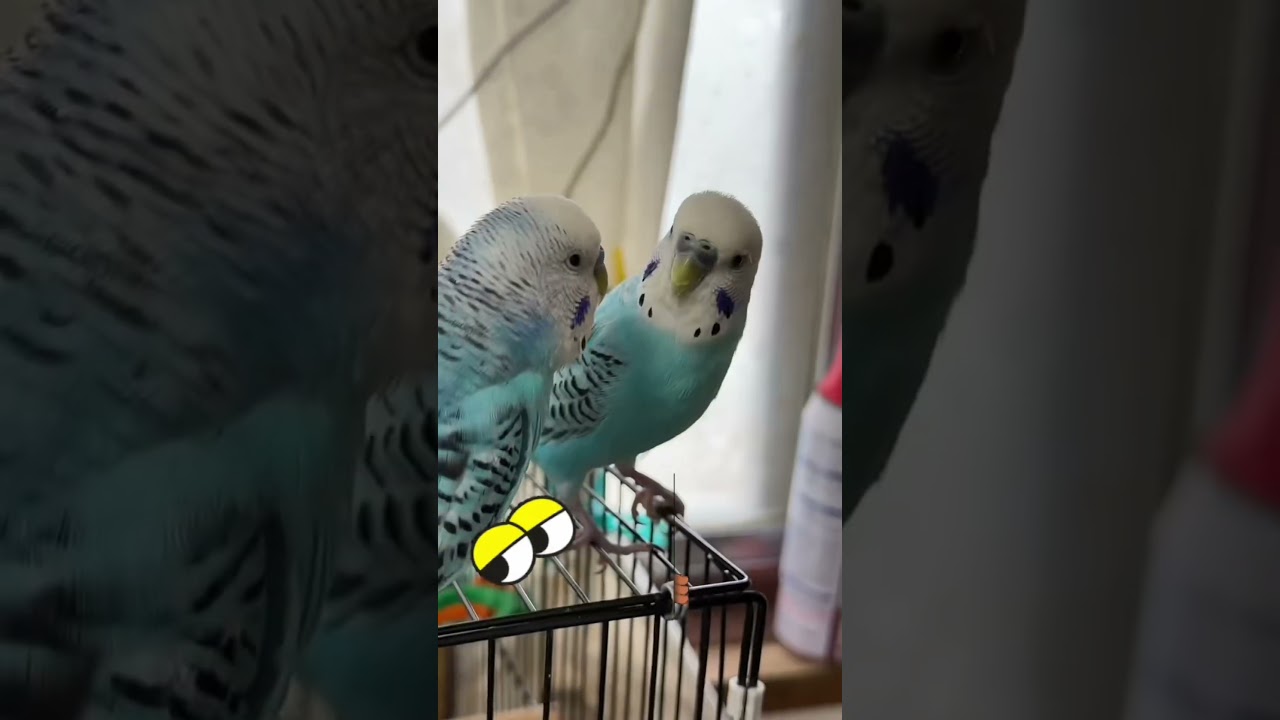 Satisfying happy budgies #shortsfeed #trending #viral #shorts #happy #satisfying