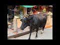 インドなう🇮🇳【音声のみ】