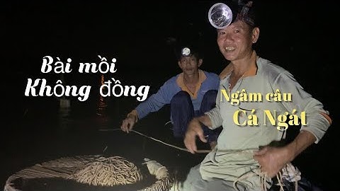 Bài mồi không đồng ngâm câu Cá Ngát hôm nay dính cá bự một ngày bội thu | Cù Lao Dung Vlogs #560