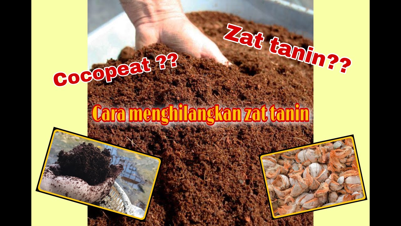 CARA MENGHILANGKAN ZAT TANIN DALAM MEDIA TANAM COCOPEAT 