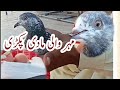 Mohr lage hoai kabutri pkri hafiz adnan pigeon pigeon  hashimmahmoodpigeons pigeonscorner
