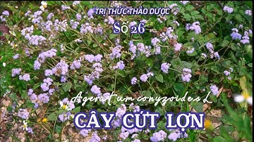 Tri thức thảo dược số 26: Cây cứt lợn chữa Viêm xoang,viêm tai,khối u tử cung….