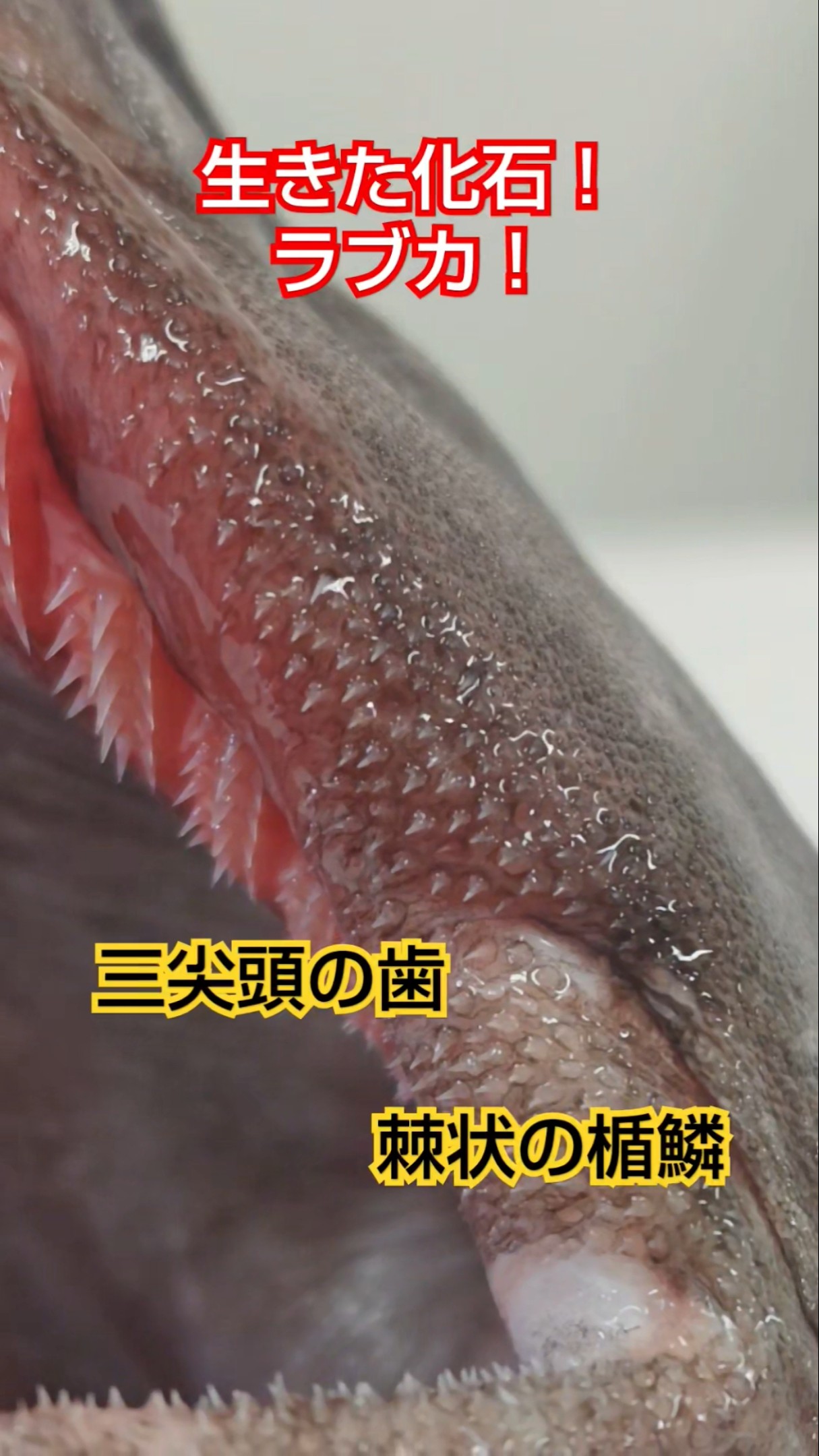 ラブカの魅力をみなさんに！ラブカ全部見る大作戦！鋭い歯と硬い棘状の