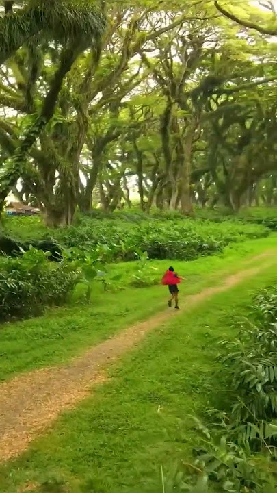 De Djawatan Forest, Banyuwangi, Indonesia 🇮🇩 song - internet.elise - d4vd - Here With Me