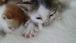 Anak kucing menyusu | 3 Kittens breastfeed by Kucing Kampoeng 飼い猫 92 views 3 years ago 1 minute, 45 seconds