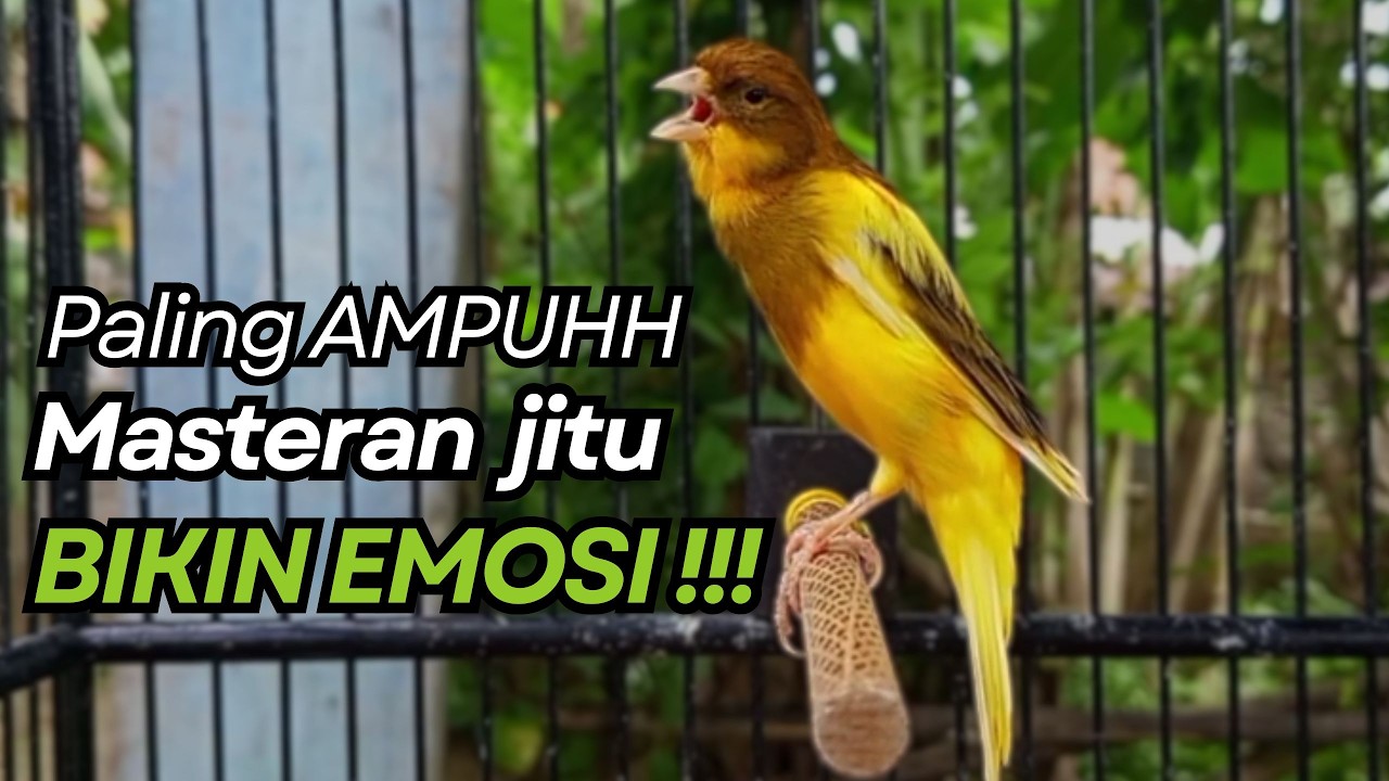 KENARI GACOR Cuit CUIT BIRAHI UNTUK PANCINGAN & MASTERAN Kenari PAUD AGAR BUNYI