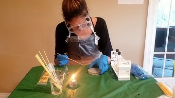 GEN 131E Lab 2: Isolation Streak Plate Technique