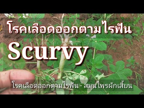โรคเลือดออกตามไรฟัน - ด้วยสมุนไพรผักเสี้ยน ต้มดื่มทาน EP. 04 ผักเสี้ยน