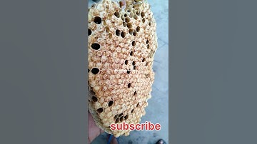 drone bee cell in my hand #viral #bee #shortvideo#bee #beekeeping #apis