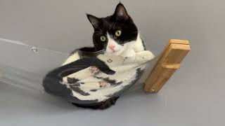 Invisible Cat Hammocks