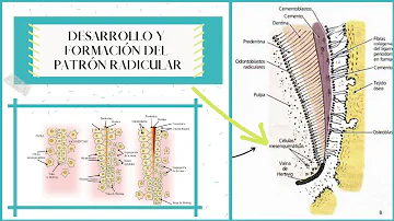 ¿Qué induce la formación de raíces?