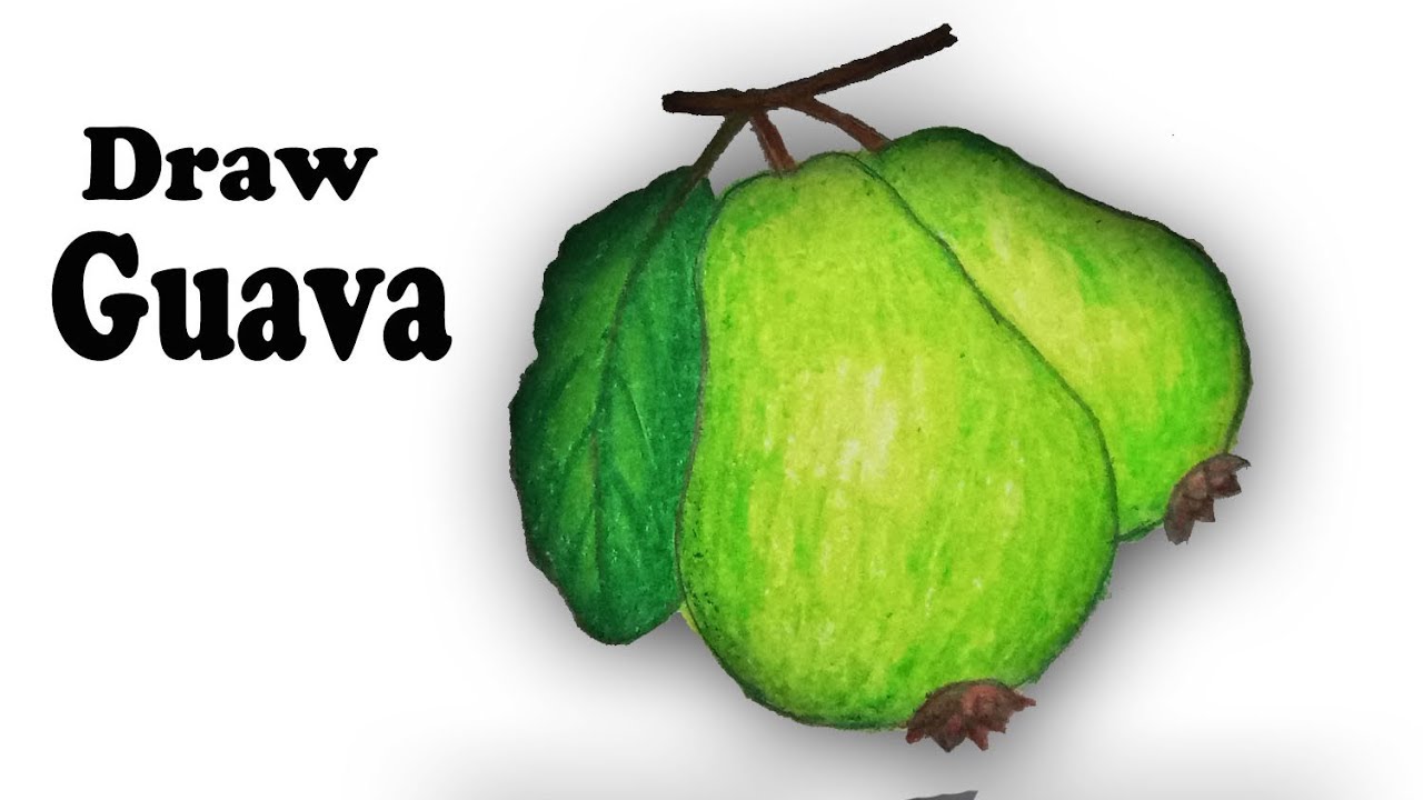 Featured image of post How To Draw Guava Step By Step Start off with a pencil sketch