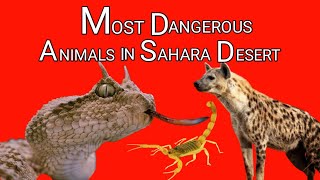 Top 10 most dangerous animals in sahara desert | Top 10 deadliest animals in sahara desert