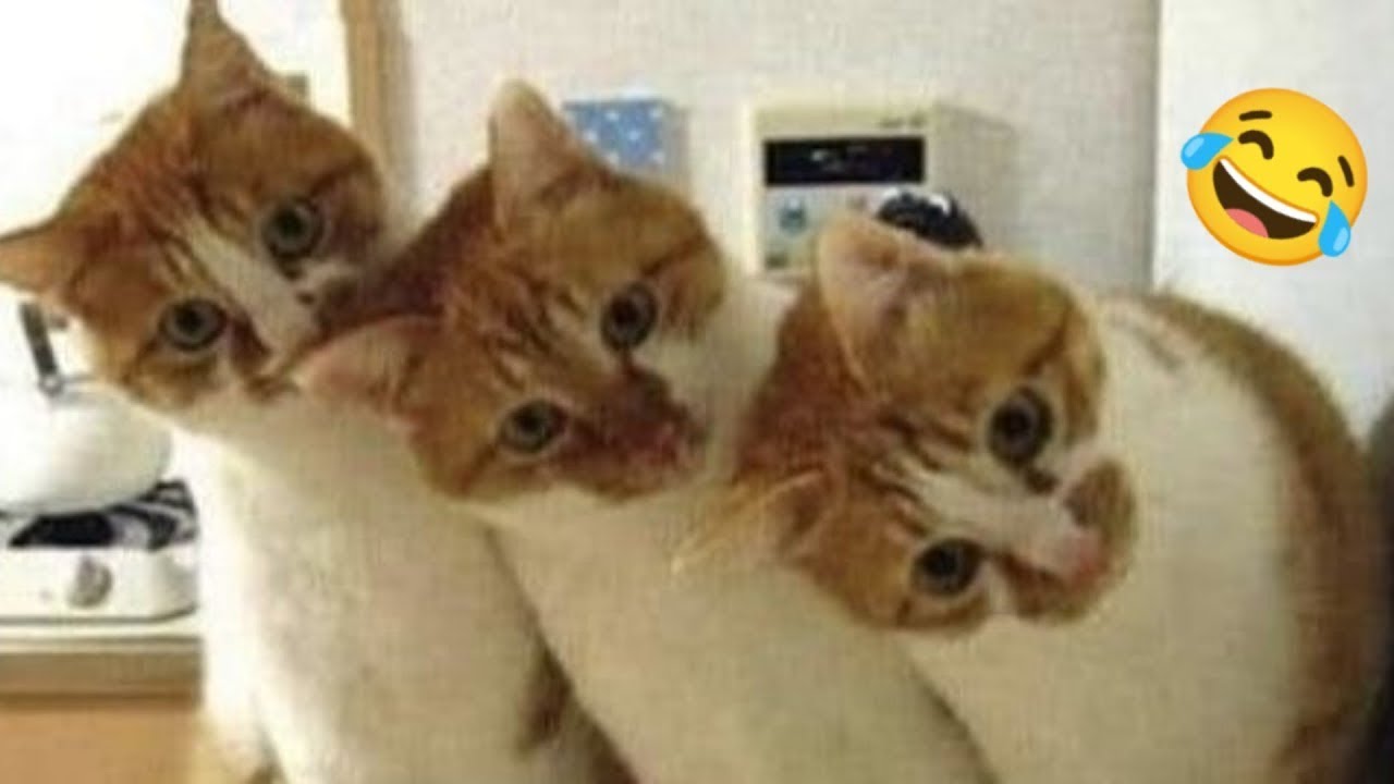 Funny videos of CATS🐱 and DOGS🐶 Best funny videos of ANIMALS 🤣2025#2