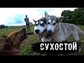 СУХОСТОЙ. ХАСКИ VS БУЛЬДОГ. КУЧА СОБАК И МОРЕ ПОЗИТИВА